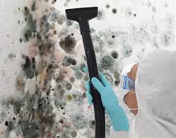 Reliable Belmont, PA Mold Prevention & Removal  Solutions